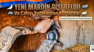 Kümese Yeni̇ Mi̇safi̇r Mardin Güvercini Ve Büyük Çatı Tadilatı
