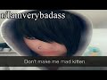 r/Iamverybadass | Don't make me mad kitten