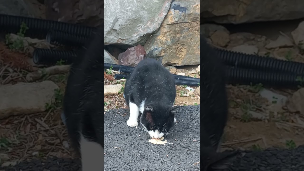 남해 독일마을 당케슈니첼 주차장 고양이