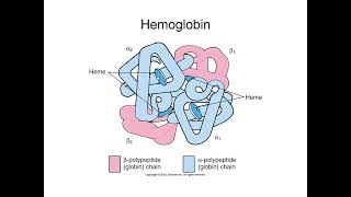 Hematologic System Explained: Blood Components, Hematopoiesis, and Hemostasis