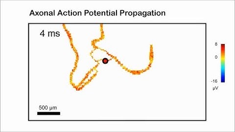 MEA1k: High Density Microelectrode Array Demonstrator