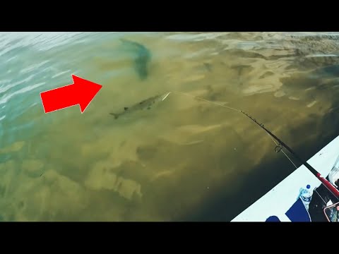 Video: Welche Fische Beißen An