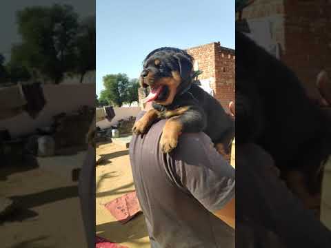 Super Quality Rottweiler Puppies Sale Dogshub Pune 9950330009 Youtube