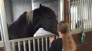 Visiting Gentle Giants Draft Horse Rescue 2016