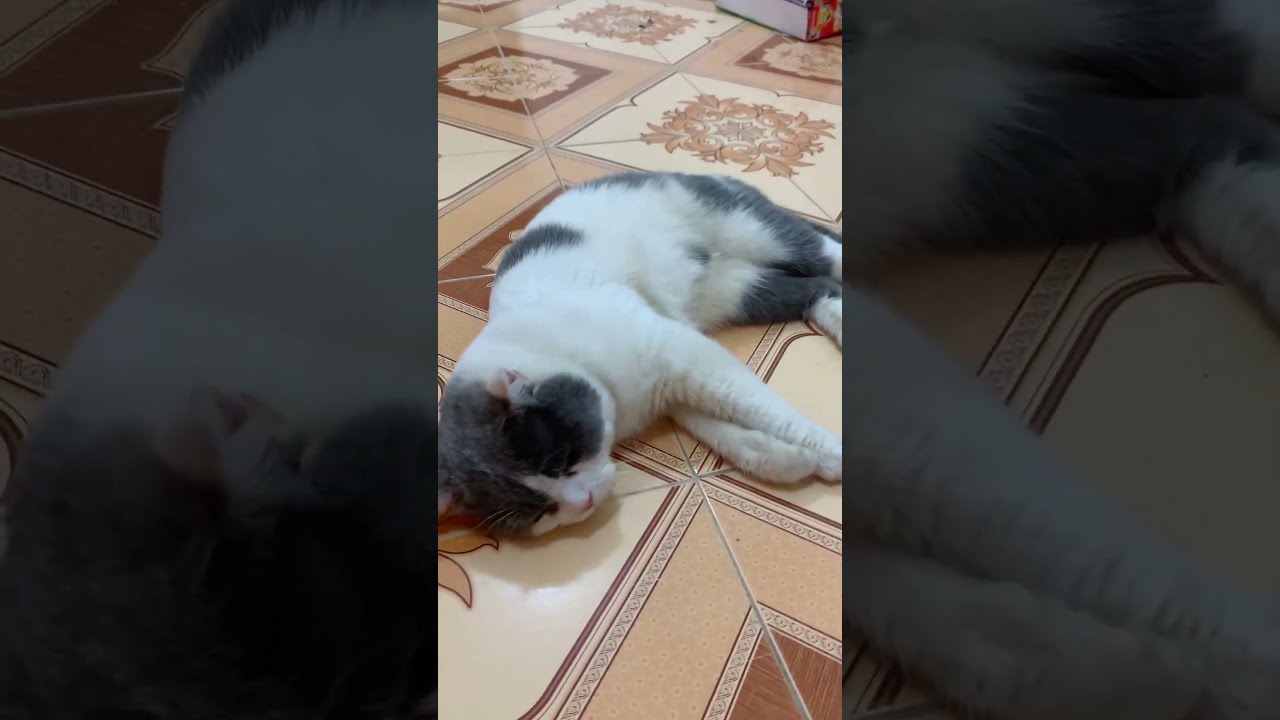Oh My God Too Cute Cat 97
