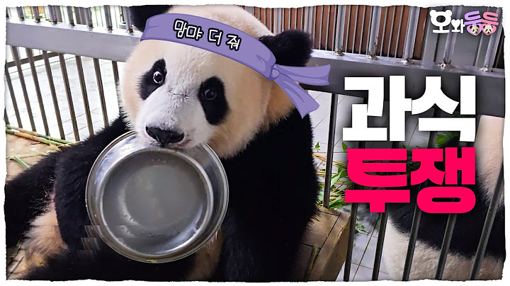 (SUB) "I WANT MORE!!!" Baby Pandas Want More Food🐼│Panda World