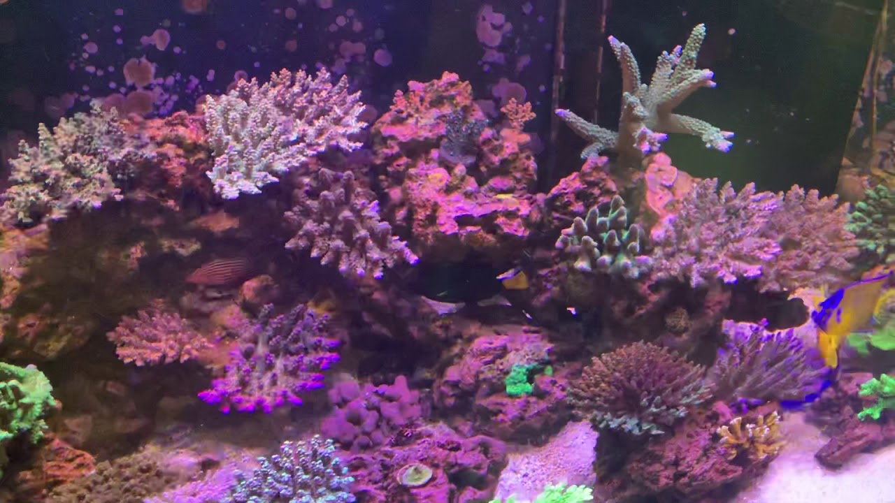 Coral go into a growth phase or a colour phase