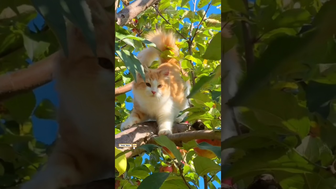 wild discovery🌳🌲🎋