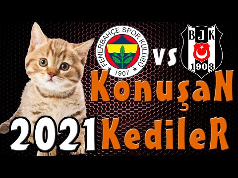 FB vs BJK Derbi Özel Konuşan Kediler 2021 - En Komik Kedi Videoları