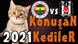 FB vs BJK Derbi Özel Konuşan Kediler 2021 - En Komik Kedi Videoları