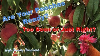 When to Pick Peaches: Easy Tips for Perfect Fruit 🍑 Profile