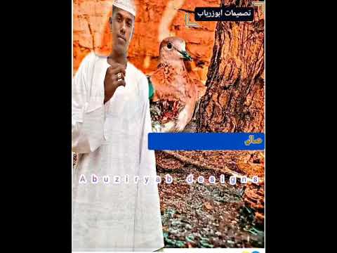 جديد ابراهيم ود العليش