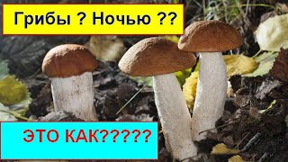Поиск грибов с ультрафиолетом (инструкция -снаряжение)