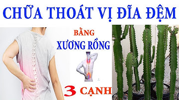 Điều Trị Bệnh Thoát Vị Đĩa Đệm Bằng Cây Xương Rồng Tại Nhà