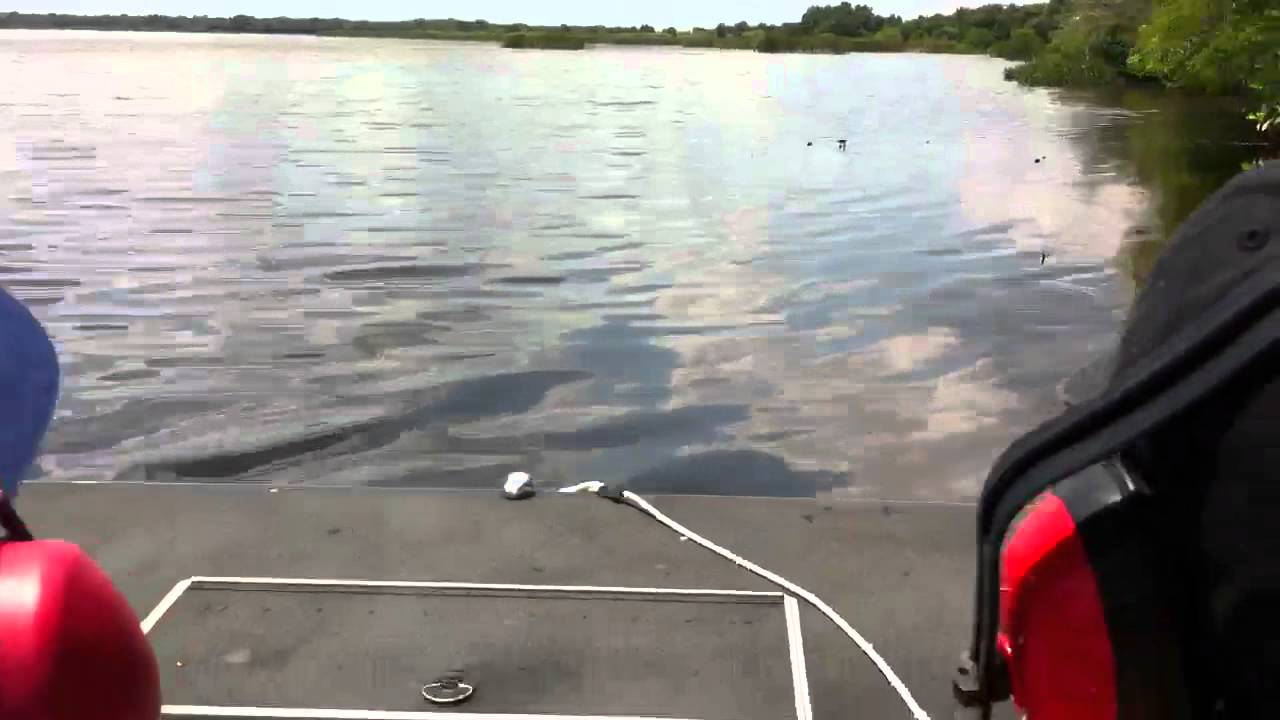 Airboat tour on Lake Trafford, FL YouTube