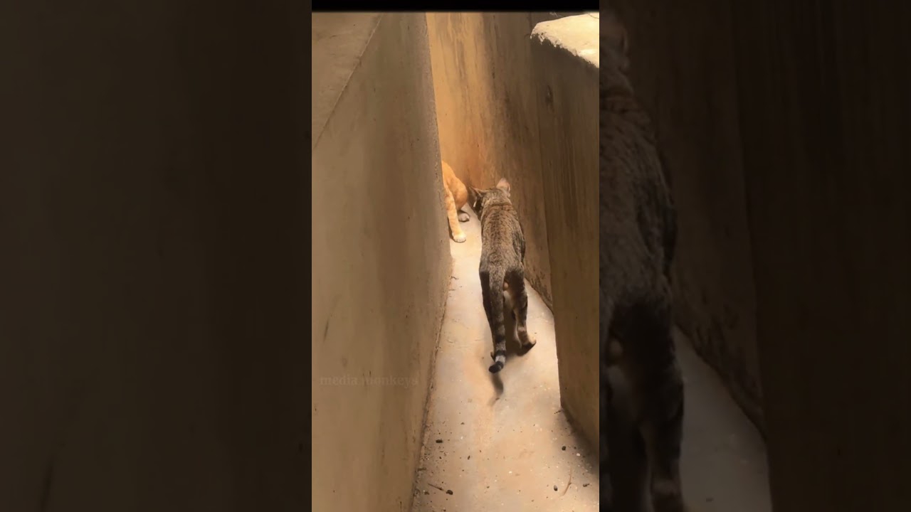 Enna Nadakuthu inga 🫤Paatu settai||media monkeys #comedyshorts #comedy #funny #cat #catvideos #cats