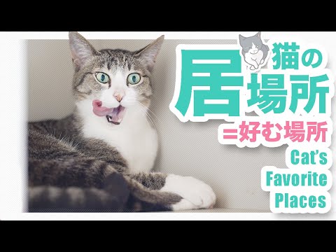 猫の居場所=好む場所