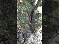 I Found This Strange Creature in the Forest 😳