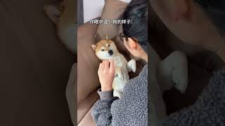 Bir Köpeğin Gözünden Sen... Öpekler Şfet Dostlar