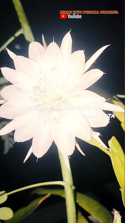 BUNGA YANG DI CARI PARA RAJA JAWA.SHORTS