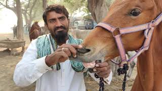 Mandi Say Horse Khared Karay Magar Daykha Kar By Nawaz Horse Wala