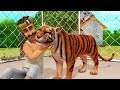 The thankful tiger kathe  kannada stories for children  infobells