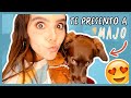 La historia de mi mascotita ¡Te presento a Majo!  ❤️ -Yuya