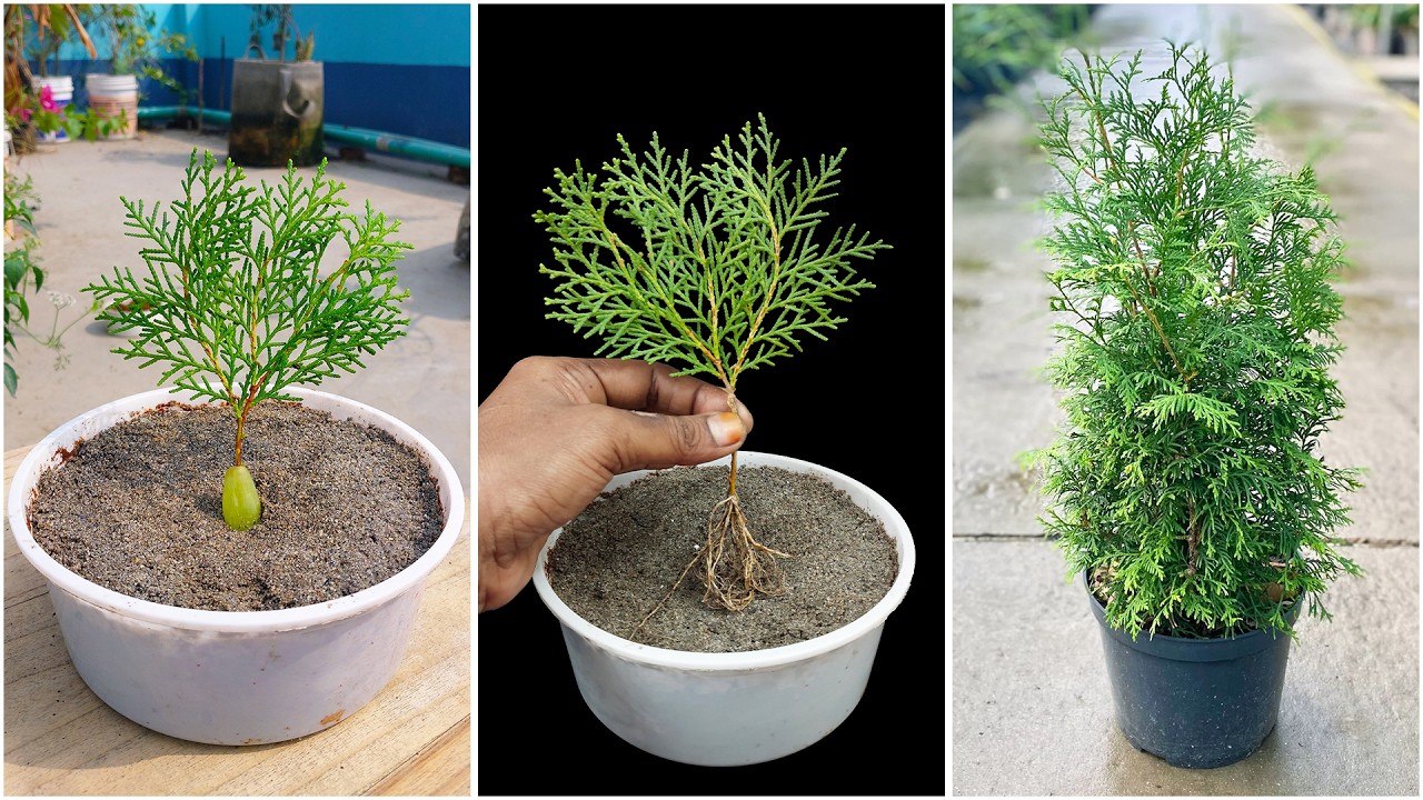 Growing thuja plant at home from stem | 100% Success growing method