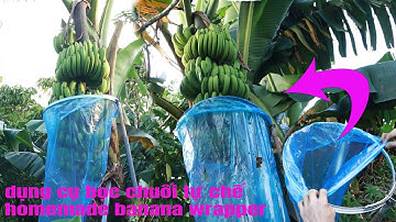 Cách bọc buồng chuối siêu nhanh không tốn sức  bằng dụng cụ tự chế