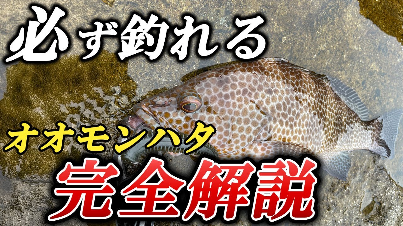 【完全解説】オオモンハタ釣りが丸わかり！基礎知識やルアー選び〜釣り方の極意