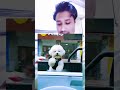 This Dog is Living His Best Life! 🐕✨ #Shorts