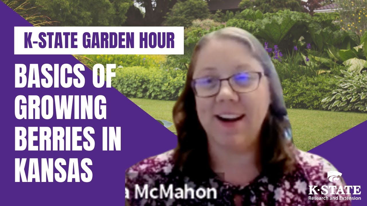 KState Garden Hour Basics of Growing Berries in Kansas YouTube