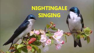 Незабываемые Трели Соловья / Nightingale Singing to Relax