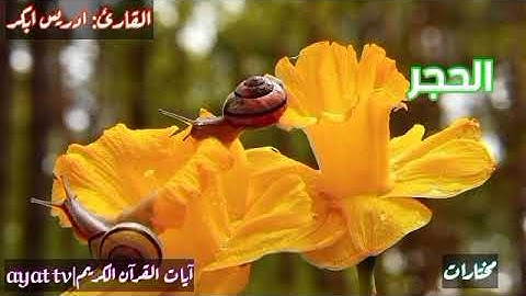 #سورة #تلاوات #آيات #ayat #ايات_القرآن_الكريم #سورة الحجر كاملة. القارئ" ادريس ابكر