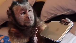 IPHONE X VS MONKEY