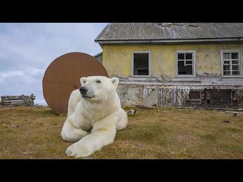 Diretores de A Ursa Polar” estão desenvolvendo filme na Amazônia - Vídeo  Dailymotion