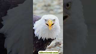 Hunting karte hue ek eagle...|#NatureLovers#YouTubeShorts#ShortsVideo#BirdOfPrey#viralvideo #shorts