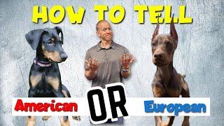 Doberman Puppy-Is It American or European? Here’s How to Tell!