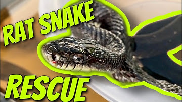 Rat Snake Rescue