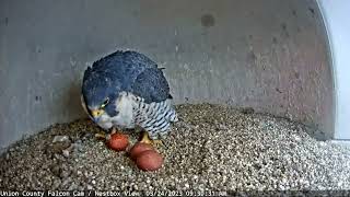 Frida Lays Third Egg! / Union County Falcon Cam Highlight by Conserve Wildlife Foundation of NJ 827 views 1 year ago 51 seconds