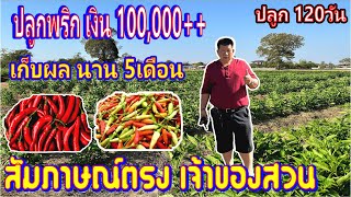 EP.122วิธีปลูกพริกให้ได้เงิน 100,000++ทำอย่างไรปลูก120วันได้เก็บผลยาว5เดือน*1หลุมปลูกกี่ต้นได้กี่โล*