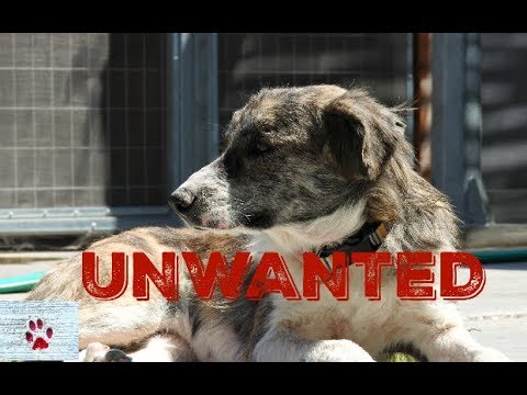 unwanted dogs