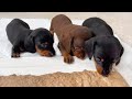 Dachshund puppies are eating raw meat for the first time.