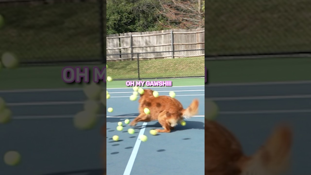 Giving My Dog 100 Tennis Balls