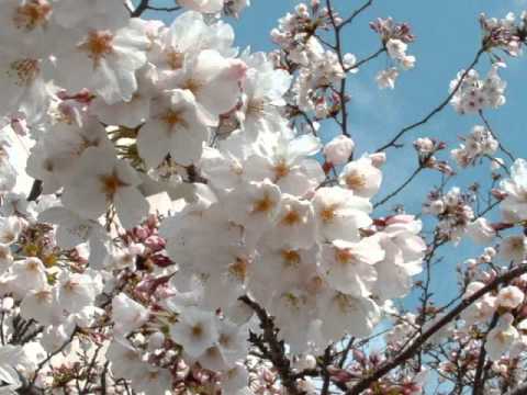 さくら（合唱）・青山しおり編曲（MIDI）