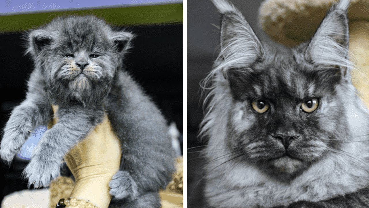 This Entire Litter Of Maine Coon Kittens Were Born With Grumpy Faces And They Re Adorable Youtube