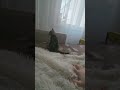 Котёнок, кот, смешно и весело. Видео для Вас дорогие друзья)