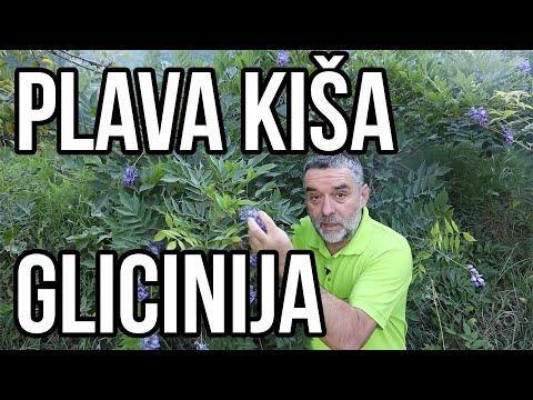 Video: Koliko velike postaju glicinije?