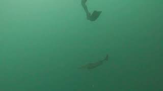 Ghost of the Deep: A Rare Encounter with a Kitefin Shark (Dalatias licha) South Africa Kitefin