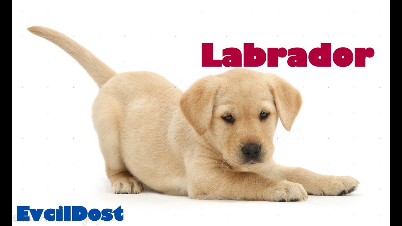 Labrador Retriever Ozellikleri Kopek Cinsleri Youtube